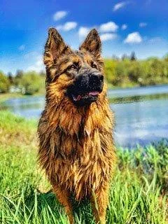 Mit Hund im Harz unterwegs